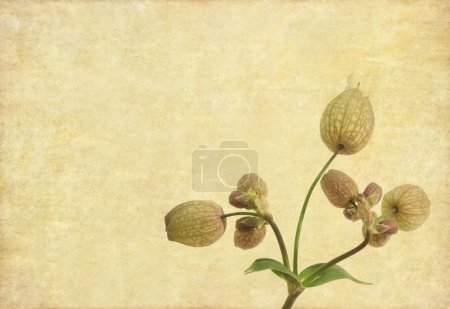 Belle image de fond avec des éléments floraux 