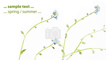 Concept de printemps. jeune flore émergente sur fond blanc .