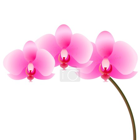 orchidée