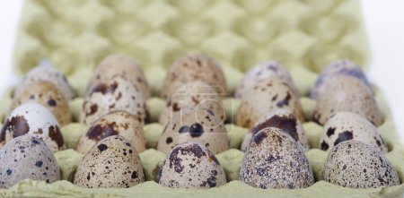 oeufs dans l'emballage 
