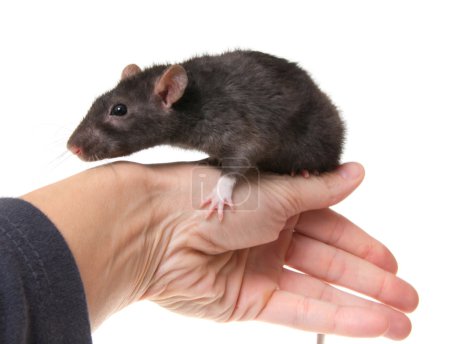 Photo d'un rat isolé sur fond blanc 