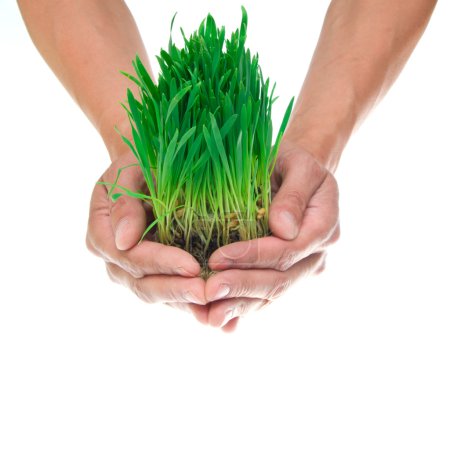 Herbe dans les mains sur le blanc 
