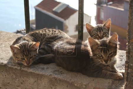 Petits chats 