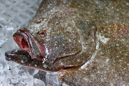 Poisson turbot 