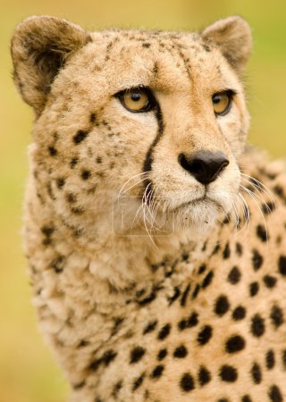 Amur Léopard 