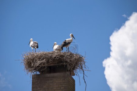 Cigogne