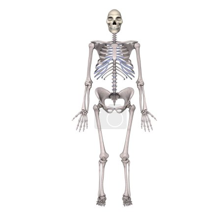 Homo Erectus