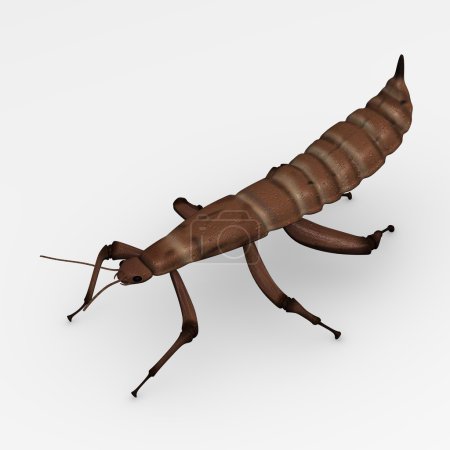 Insecte spectrale 