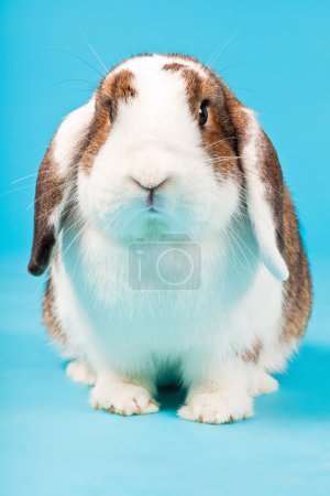 Lapin brun blanc .