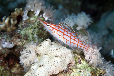 Épervier à museau long (oxycirrhites typus) dans la mer Rouge .